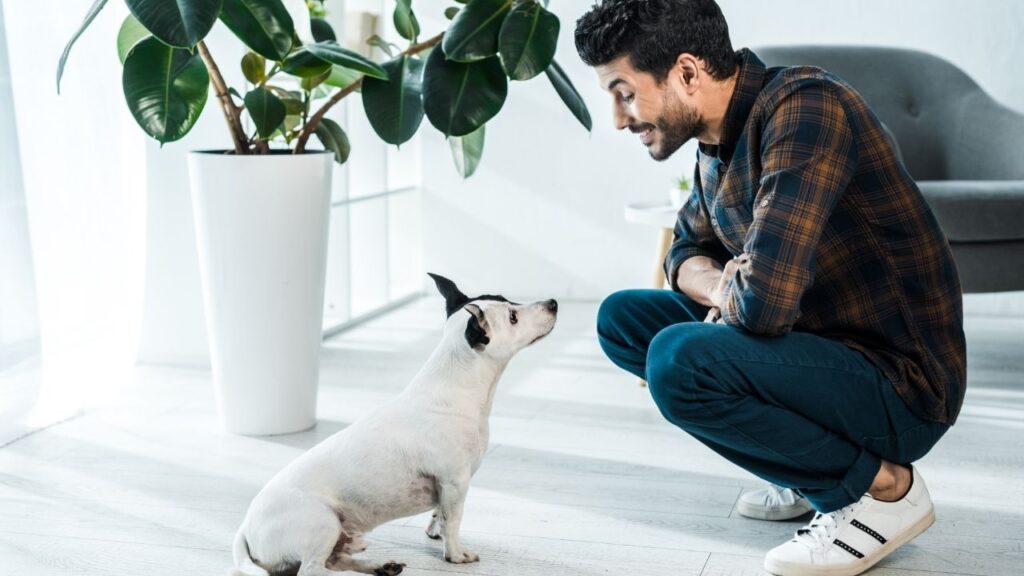 Hiç merak ettiniz mi köpekler insanları neden kokladığını?